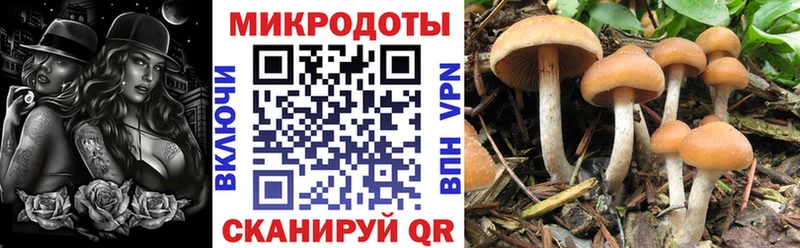 omg как зайти  Теберда  Псилоцибиновые грибы Psilocybine cubensis 
